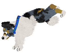 Pet Image