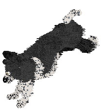 Pet Image